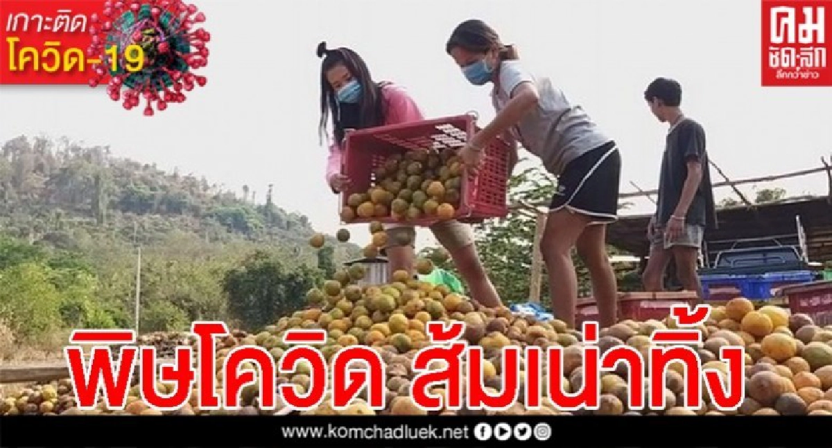 น้ำตาตกใน พิษโควิดสวนส้มไร้พ่อค้ารับซื้อ ขนทิ้งเป็นตัน น้ำตาตกใน พิษโควิดสวนส้มไร้พ่อค้ารับซื้อ ขนทิ้งเป็นตัน