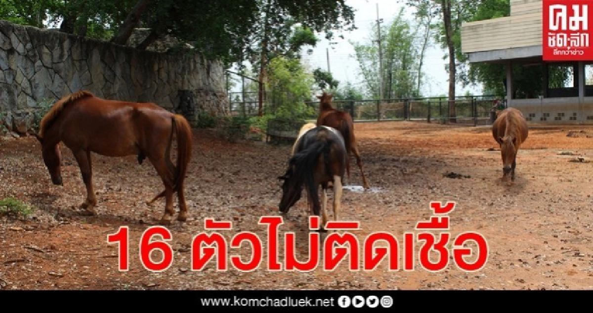 สวนสัตว์โคราชตรวจเลือดม้า 16 ตัวไม่พบเชื้อกาฬโรค