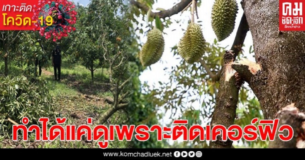 ช้ำใจ! ชาวบ้านทนดูช้างป่า 3 ตัวบุกสวนกินผลไม้ ลั่นไม่กล้าออกไปไล่เพราะเคอร์ฟิว ช้ำใจ! ชาวบ้านทนดูช้างป่า 3 ตัวบุกสวนกินผลไม้ ลั่นไม่กล้าออกไปไล่เพราะเคอร์ฟิว