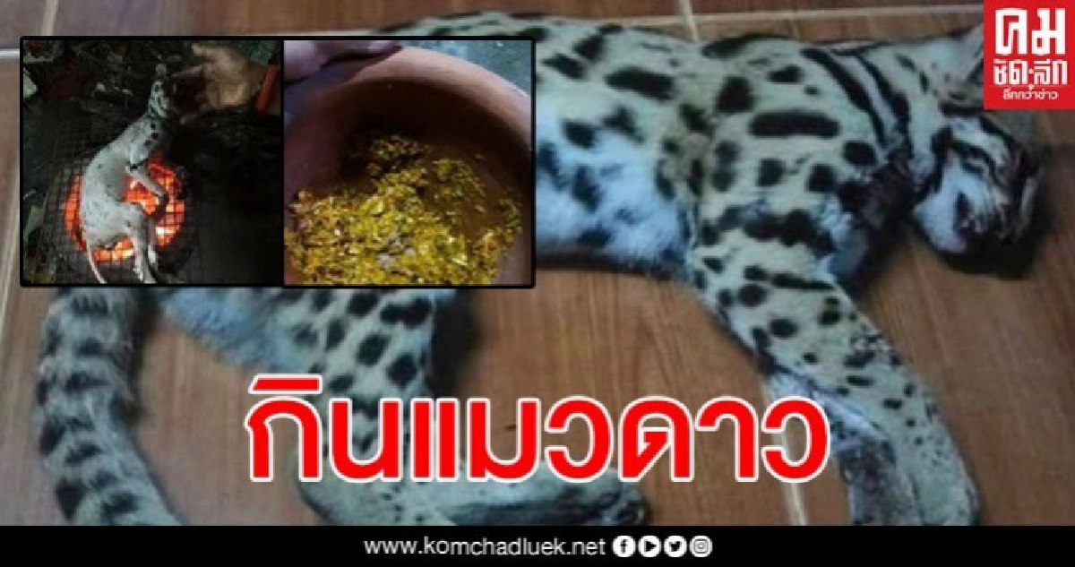 สาวสารภาพสิ้น สุดเหี้ยม เอาแมวดาวมาทำเป็นอาหารกิน สาวสารภาพสิ้น สุดเหี้ยม เอาแมวดาวมาทำเป็นอาหารกิน