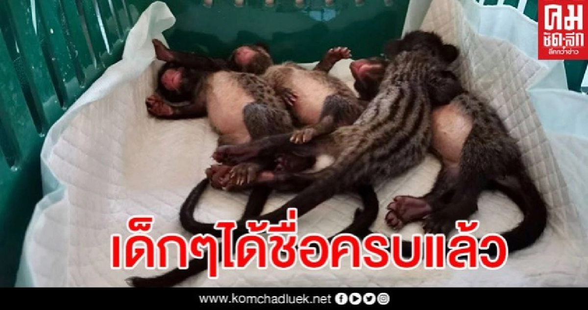 ตั้งชื่อลูกอีเห็นรอดตายจากไฟป่าเชียงใหม่ "โควิด-เคอร์ฟิว" ตั้งชื่อลูกอีเห็นรอดตายจากไฟป่าเชียงใหม่ "โควิด-เคอร์ฟิว"
