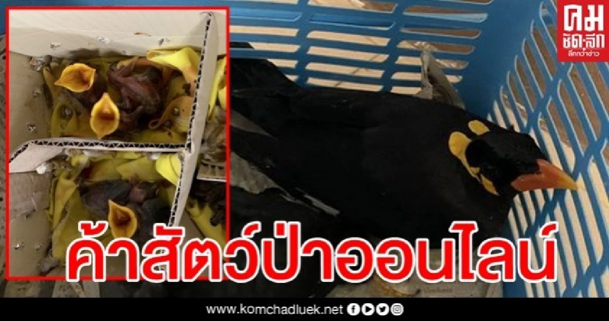 เอาให้หนัก จับขบวนการค้าสัตว์ป่าออนไลน์ ยึดลูกนกขุนทอง 7 ตัว