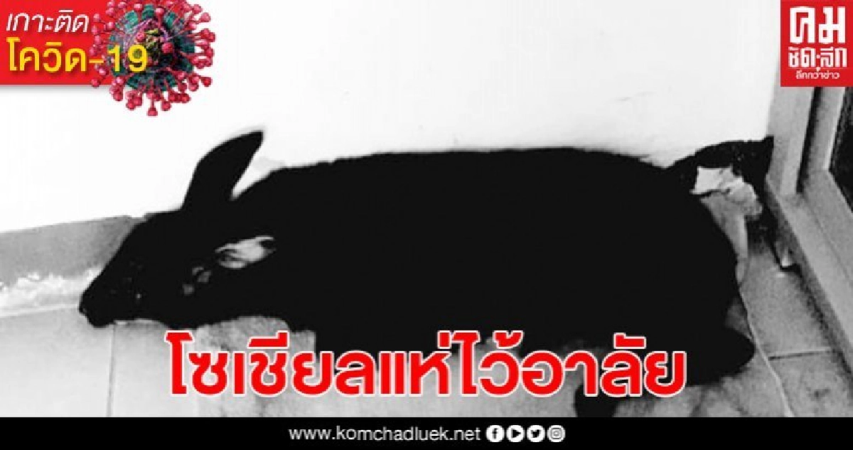 เสียชีวิตแล้ว! น้องเมล่อน ลูกเลียงผา หนีไฟป่า เสียชีวิตแล้ว! น้องเมล่อน ลูกเลียงผา หนีไฟป่า
