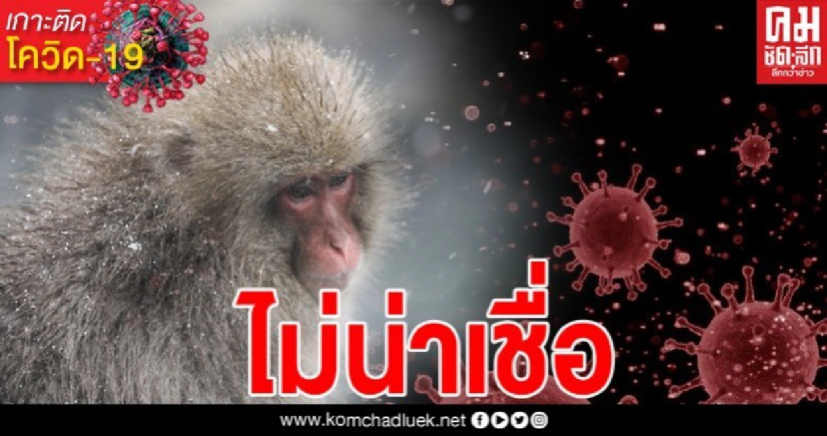 สหรัฐฯ ทดลองใช้ยา 'เรมเดซิเวียร์' รักษาลิงติดโควิด-19 ช่วยลดอาการของโรคอย่างมีนัยสำคัญ สหรัฐฯ ทดลองใช้ยา 'เรมเดซิเวียร์' รักษาลิงติดโควิด-19 ช่วยลดอาการของโรคอย่างมีนัยสำคัญ