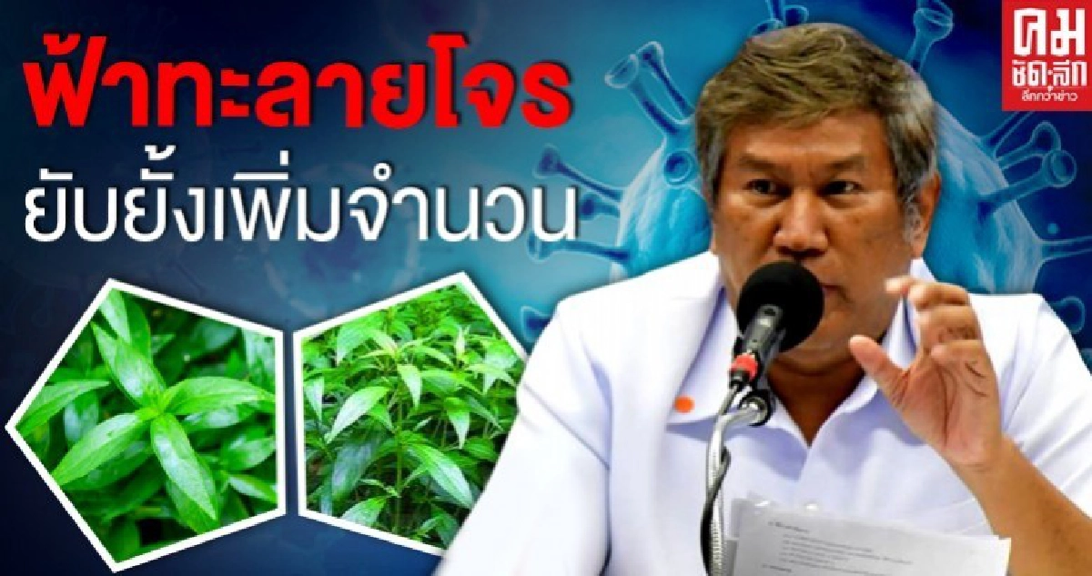 สธ.ชี้ "ฟ้าทะลายโจร"มีสารยับยั้งเชื้อโควิด19 สธ.ชี้ "ฟ้าทะลายโจร"มีสารยับยั้งเชื้อโควิด19