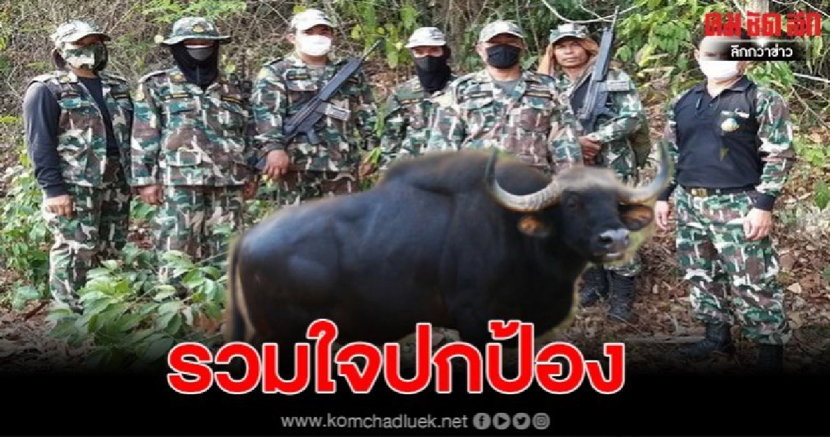 สุโขทัย พบกระทิง 2 ฝูงสุดท้ายหนีแล้งมาหาน้ำกิน จนท.-ชาวบ้านร่วมใจปกป้อง สุโขทัย พบกระทิง 2 ฝูงสุดท้ายหนีแล้งมาหาน้ำกิน จนท.-ชาวบ้านร่วมใจปกป้อง