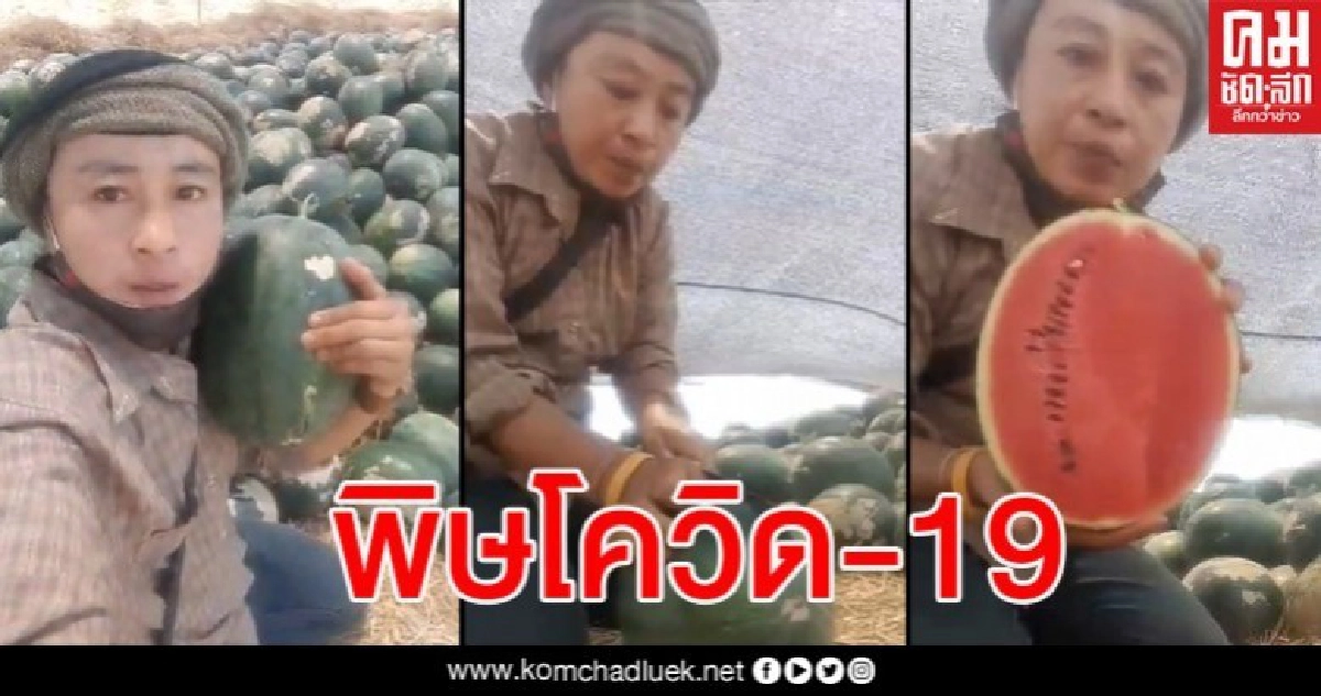 สาวไลฟ์ขายแตงโมสดๆจากสวนสู้โควิด ขายขาดทุนกิโลละ 3 บาทกว่า 100 ไร่หมดในวันเดียว สาวไลฟ์ขายแตงโมสดๆจากสวนสู้โควิด ขายขาดทุนกิโลละ 3 บาทกว่า 100 ไร่หมดในวันเดียว