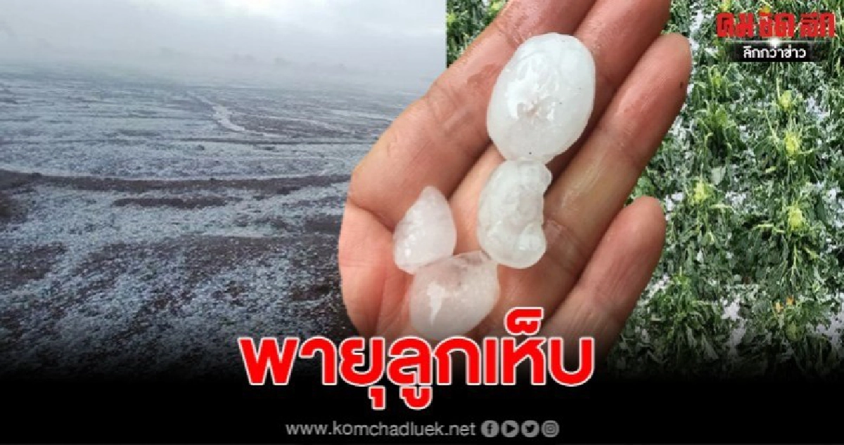  พายุลูกเห็บถล่มภูทับเบิก ตกนานเกือบชั่วโมง ภาพทิวเขาที่ขาวโพลนเหมือนหิมะตก กะหล่ำเสียหายนับร้อยไร่