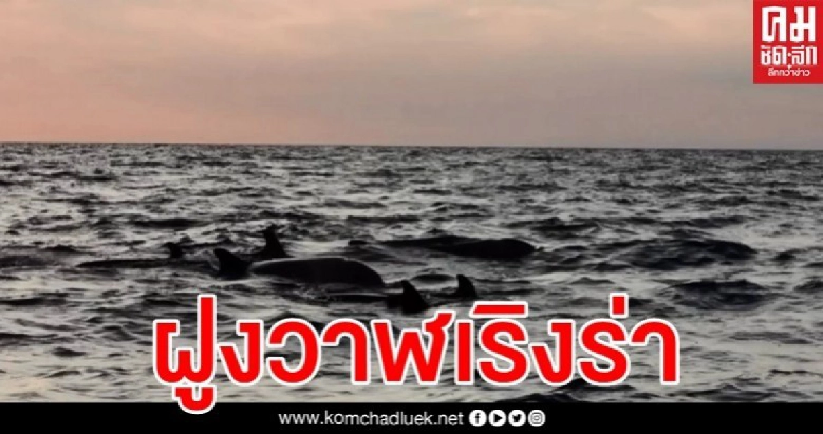 ตื่นตา "ฝูงวาฬเพชฌฆาตดำ" โผล่ที่เกาะรอก กว่า 10 ตัว