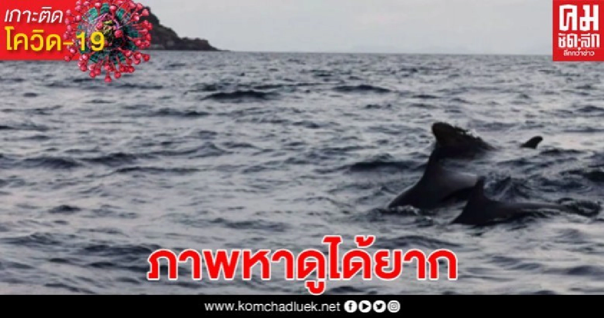 ฮือฮา! วาฬเพชฌฆาตดำ ที่เกาะรอกฝูงใหญ่กว่า 10 ตัว ฮือฮา! วาฬเพชฌฆาตดำ ที่เกาะรอกฝูงใหญ่กว่า 10 ตัว