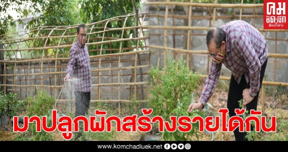 ผู้ว่าฯลำปาง เชิญชวน ปลูกพืชผักสวนครัว ลดรายจ่าย สร้างรายได้ภายในครัวเรือน ผู้ว่าฯลำปาง เชิญชวน ปลูกพืชผักสวนครัว ลดรายจ่าย สร้างรายได้ภายในครัวเรือน