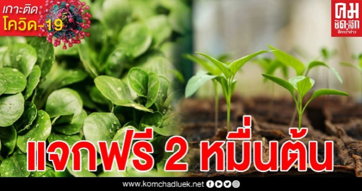 กทม.แจกฟรี ต้นกล้าผักสวนครัว 2 หมื่นต้น ฝ่าวิกฤตโควิด ต่อยอดสร้างรายได้ กทม.แจกฟรี ต้นกล้าผักสวนครัว 2 หมื่นต้น ฝ่าวิกฤตโควิด ต่อยอดสร้างรายได้