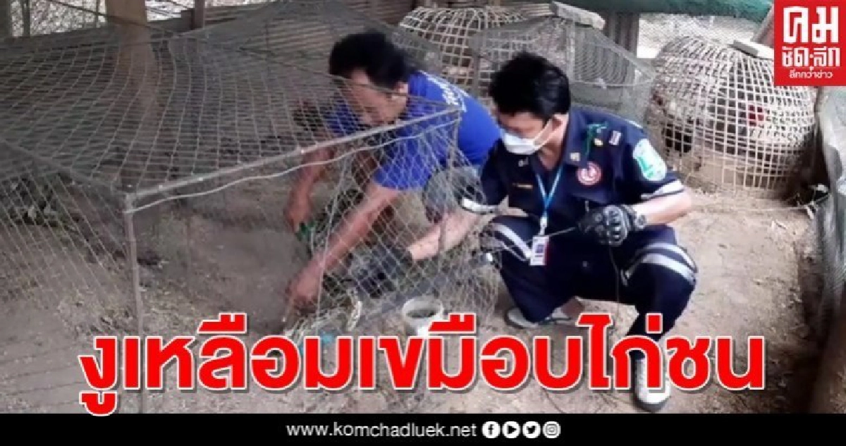 งูเหลือมกินไก่ชนสูบเงินกว่า4หมื่น