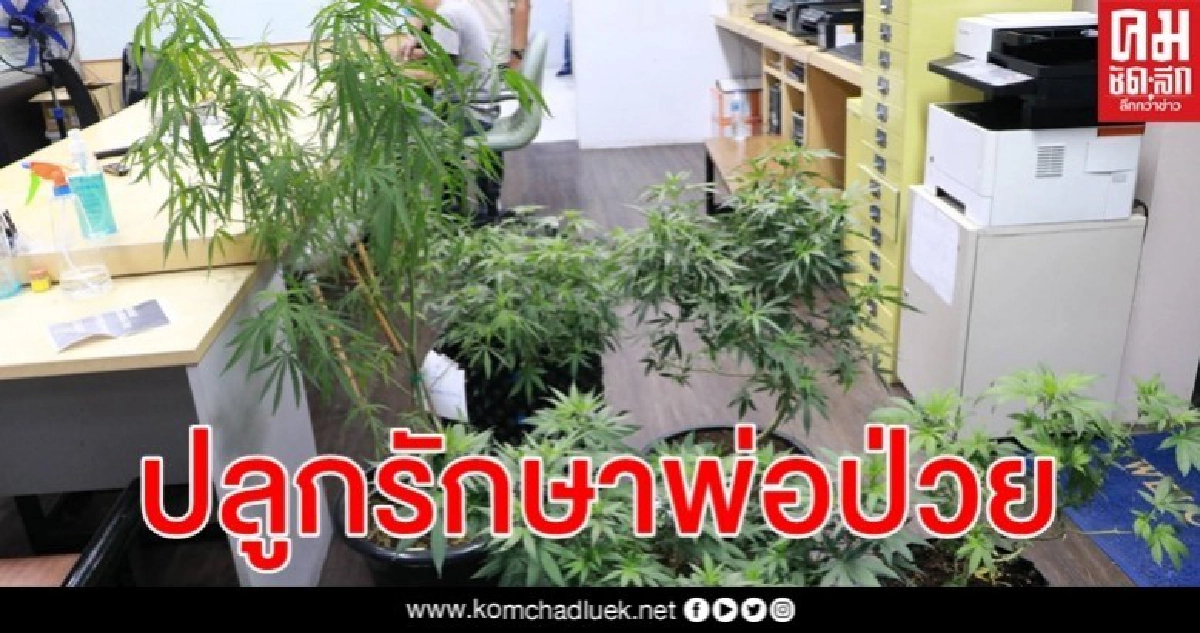 รวบหนุ่มปลูกกัญชาออร์แกนิกอ้างเป็นยารักษาพ่อป่วยติดเตียง รวบหนุ่มปลูกกัญชาออร์แกนิกอ้างเป็นยารักษาพ่อป่วยติดเตียง