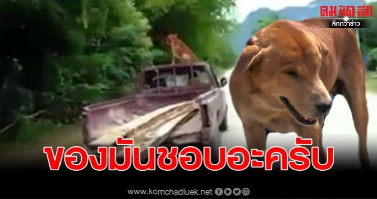 เปิดใจเจ้าของ"กัปตัน"สุนัขพันธ์ุไทย ทำไมชอบนั่งหลังคารถชมวิว