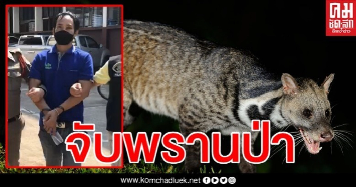 หาจนเจอ ตำรวจ ปทส.ตามล็อกพรานป่าหนีคดียิงชะมดตาย หาจนเจอ ตำรวจ ปทส.ตามล็อกพรานป่าหนีคดียิงชะมดตาย