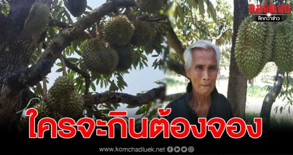 ยึดหลักเศรษฐกิจพอเพียง ชาวสวนมุกดาหารปลูกทุเรียนหมอนทอง ประสบผลสำเร็จ ไม่พอขาย