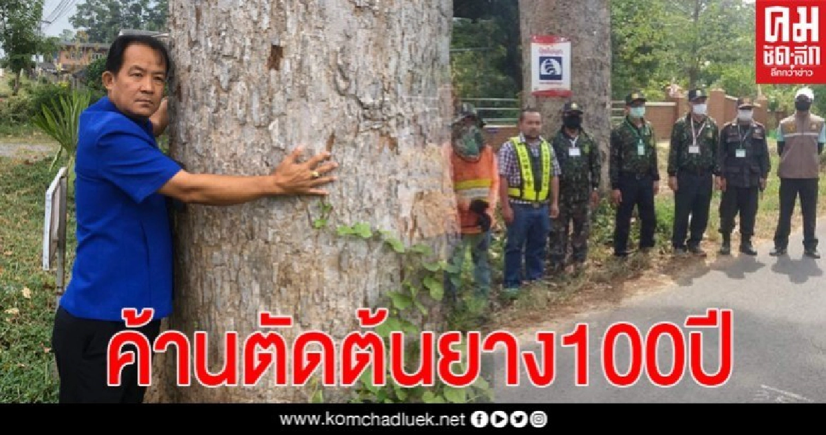 ศรีสุวรรณค้านแขวงทางหลวงยโสธรตัดต้นยางนา 100 ปีเพื่อขยายถนนแจ้งสนิท