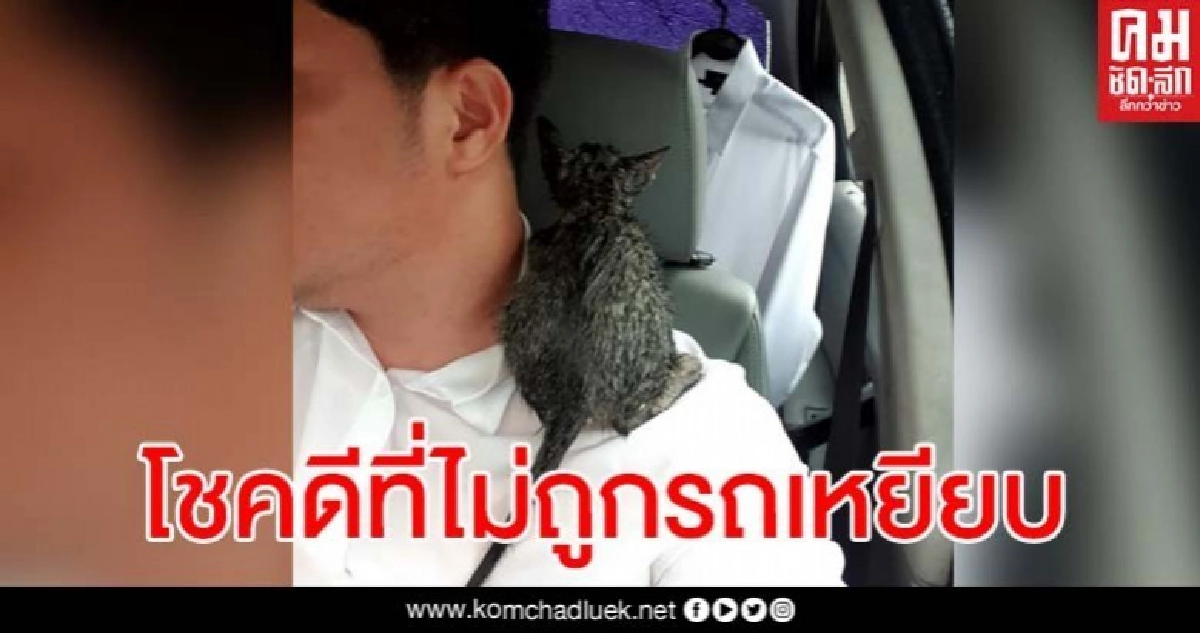 โซเชียลซูฮก พลเมืองดีฝ่าสายฝนช่วยชีวิตลูกแมวกลางถนน ประกาศตามหาคนรับเลี้ยง โซเชียลซูฮก พลเมืองดีฝ่าสายฝนช่วยชีวิตลูกแมวกลางถนน ประกาศตามหาคนรับเลี้ยง