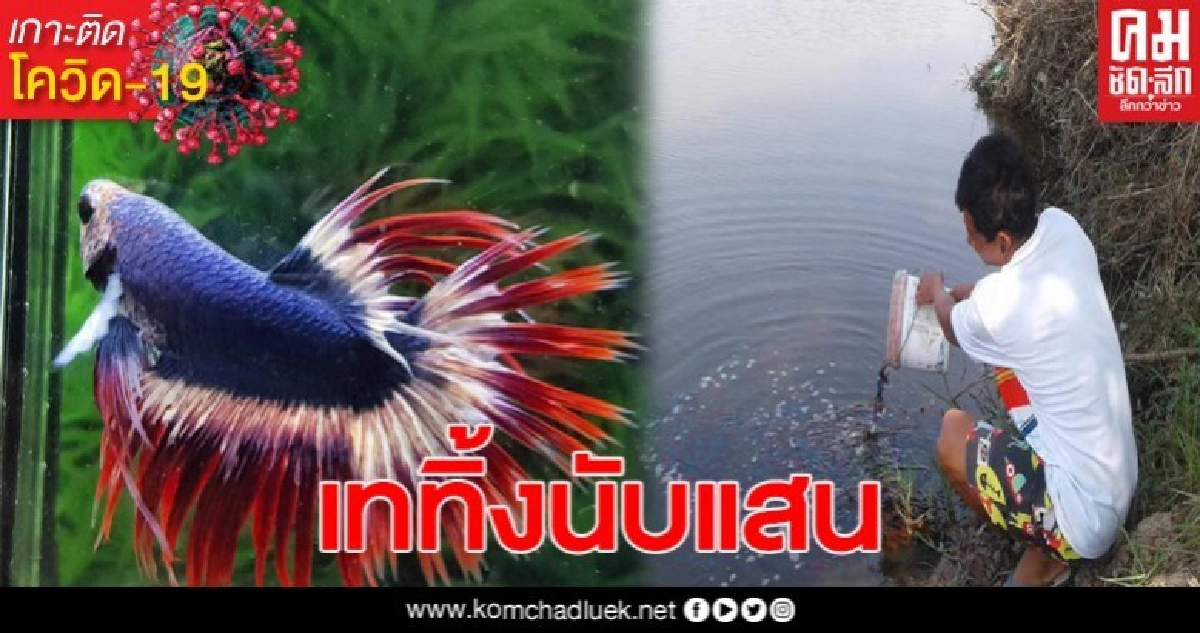 จำใจเททิ้งปลากัดนับแสน หลังพิษโควิดส่งออกไม่ได้ จำใจเททิ้งปลากัดนับแสน หลังพิษโควิดส่งออกไม่ได้