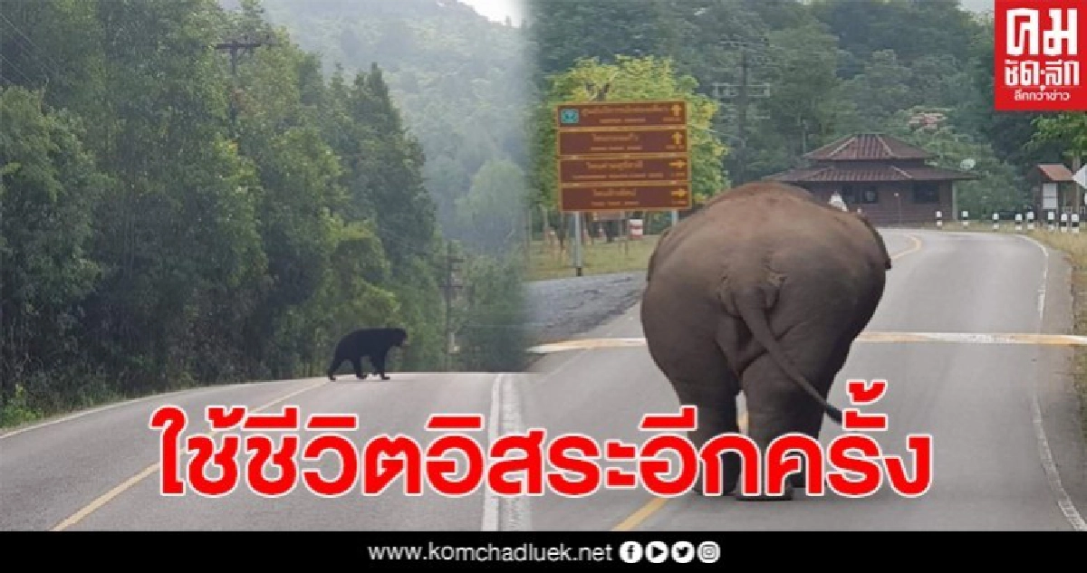 เปิดภาพเขาใหญ่ ในวันที่ไร้นักท่องเที่ยว เกิดอะไรขึ้นบ้าง เปิดภาพเขาใหญ่ ในวันที่ไร้นักท่องเที่ยว เกิดอะไรขึ้นบ้าง
