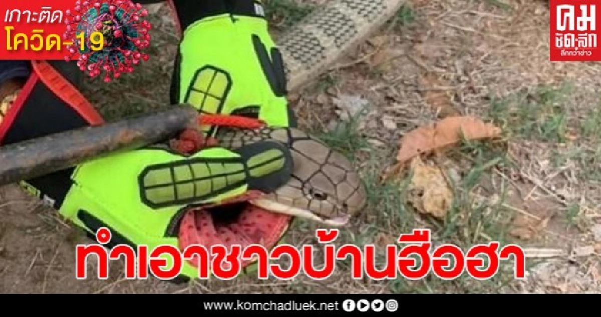 ชาวบ้านฮือฮา พบงูจงอางตัวใหญ่ 2 ตัว กำลังนอนนัวเนียกันอยู่ในห้องน้ำข้างบ้าน ชาวบ้านฮือฮา พบงูจงอางตัวใหญ่ 2 ตัว กำลังนอนนัวเนียกันอยู่ในห้องน้ำข้างบ้าน