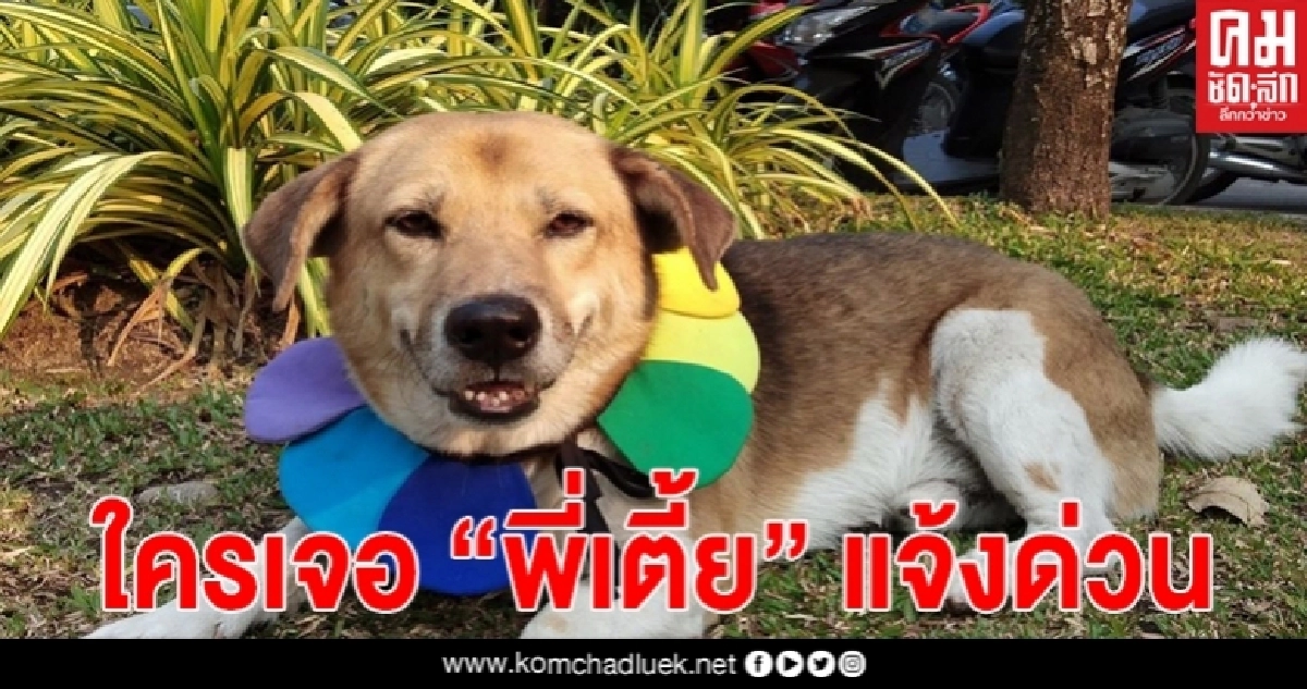ประกาศตามหา "พี่เตี้ย มช." หายไปตั้งแต่เมื่อวานนี้ ใครเจอรีบแจ้งด่วน ประกาศตามหา "พี่เตี้ย มช." หายไปตั้งแต่เมื่อวานนี้ ใครเจอรีบแจ้งด่วน