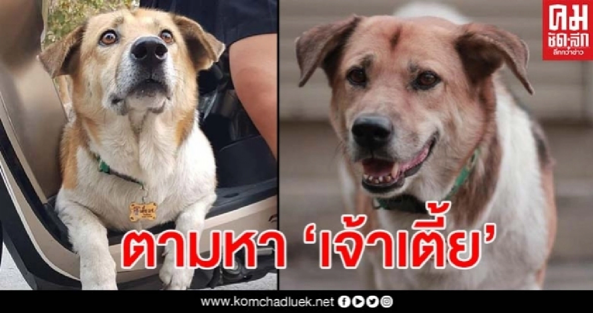 แฟนคลับสุดเป็นห่วง ปูพรมตามหา 'เจ้าเตี้ย' เซเลปดัง มช.จนถึงตอนนี้ก็ยังหาไม่เจอ แฟนคลับสุดเป็นห่วง ปูพรมตามหา 'เจ้าเตี้ย' เซเลปดัง มช.จนถึงตอนนี้ก็ยังหาไม่เจอ