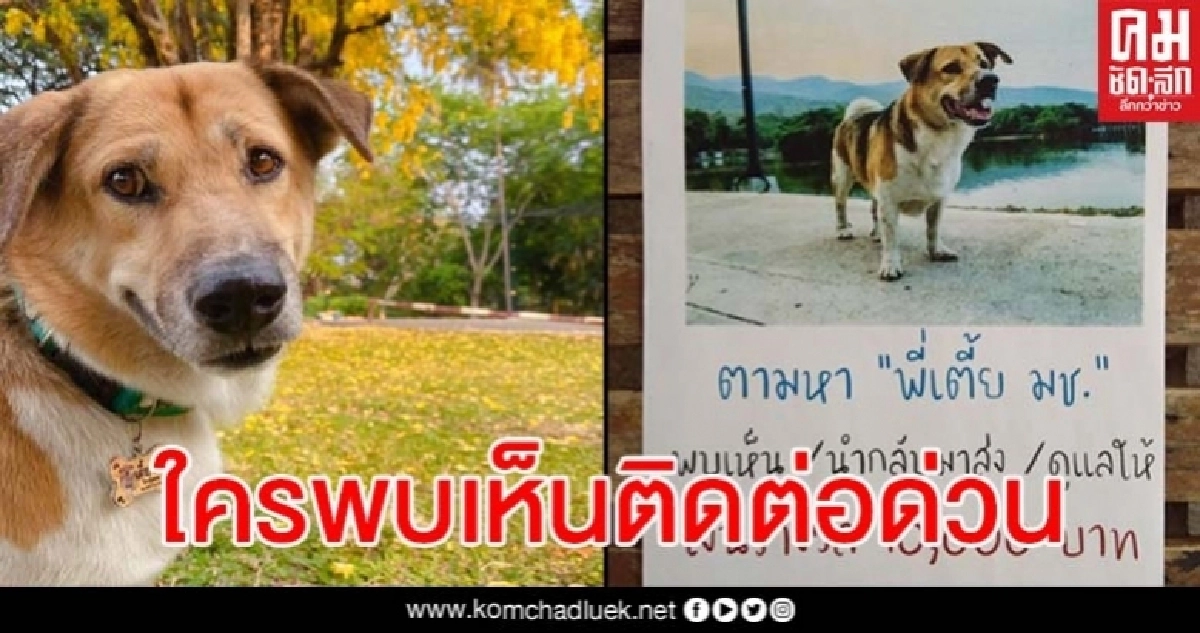 เบาะแสล่าสุด เตี้ย มช. แฟนเพจระดมทุนมอบ 1 หมื่น สำหรับผู้พบเห็น เบาะแสล่าสุด เตี้ย มช. แฟนเพจระดมทุนมอบ 1 หมื่น สำหรับผู้พบเห็น