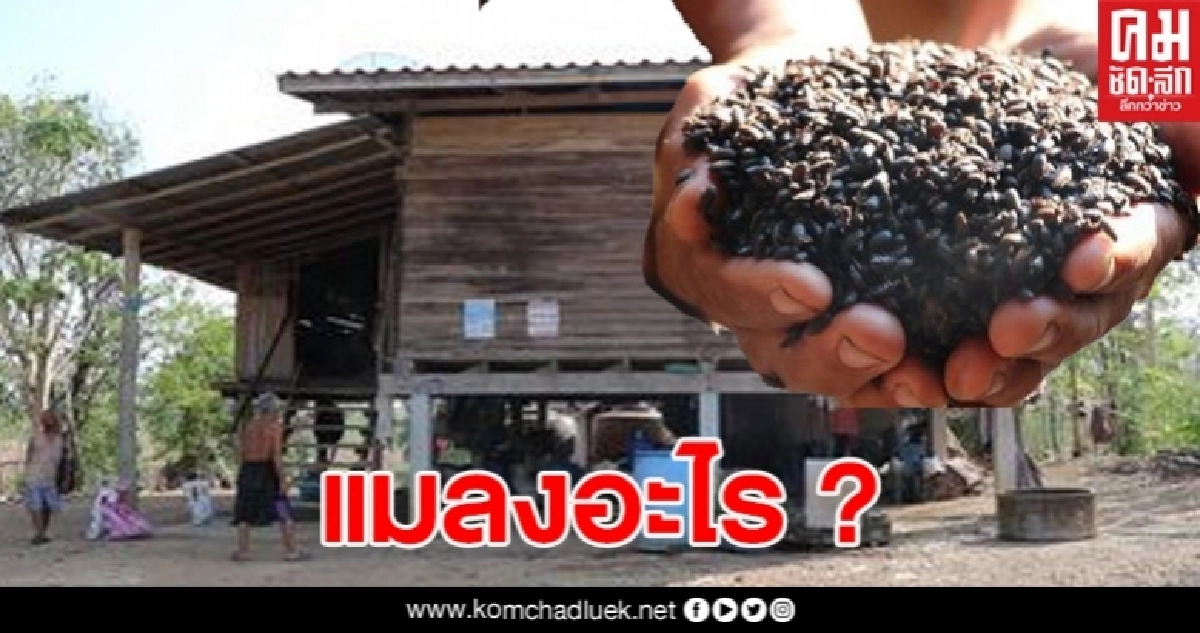 กองทัพแมลงปีกแข็งนับล้านบุกบ้านสองตายาย ไต่ยั้วเยี้ยบนขื่อหลังคา เสาเรือน ห้องนอน ตู้เสื้อผ้า