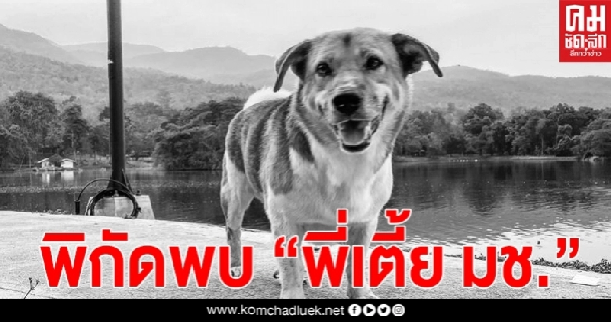 เผยแล้ว พิกัดพบตัว "พี่เตี้ย มช" ตายมาหลายวันแล้ว หลังสัตวแพทย์สแกนไมโครชิป เผยแล้ว พิกัดพบตัว "พี่เตี้ย มช" ตายมาหลายวันแล้ว หลังสัตวแพทย์สแกนไมโครชิป