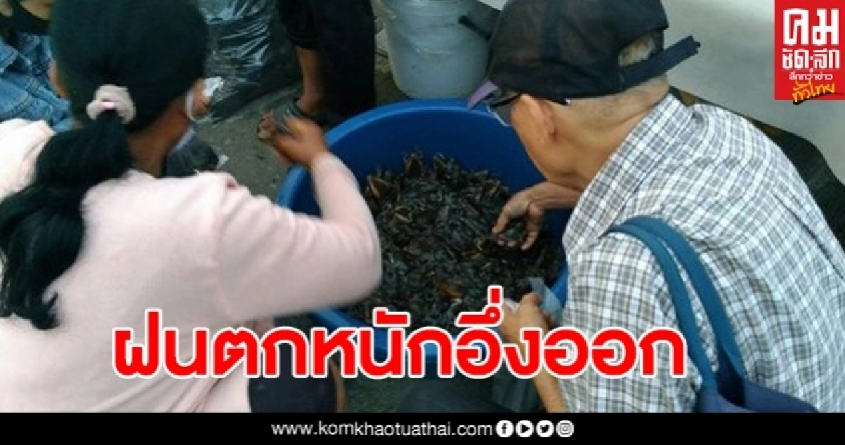 "อึ่ง"ออกสู่ตลาดเมื่อฝนตกหนัก เป็นอาหารพื้นถิ่นหลากหลายเมนู สร้างรายได้ให้ชาวบ้าน