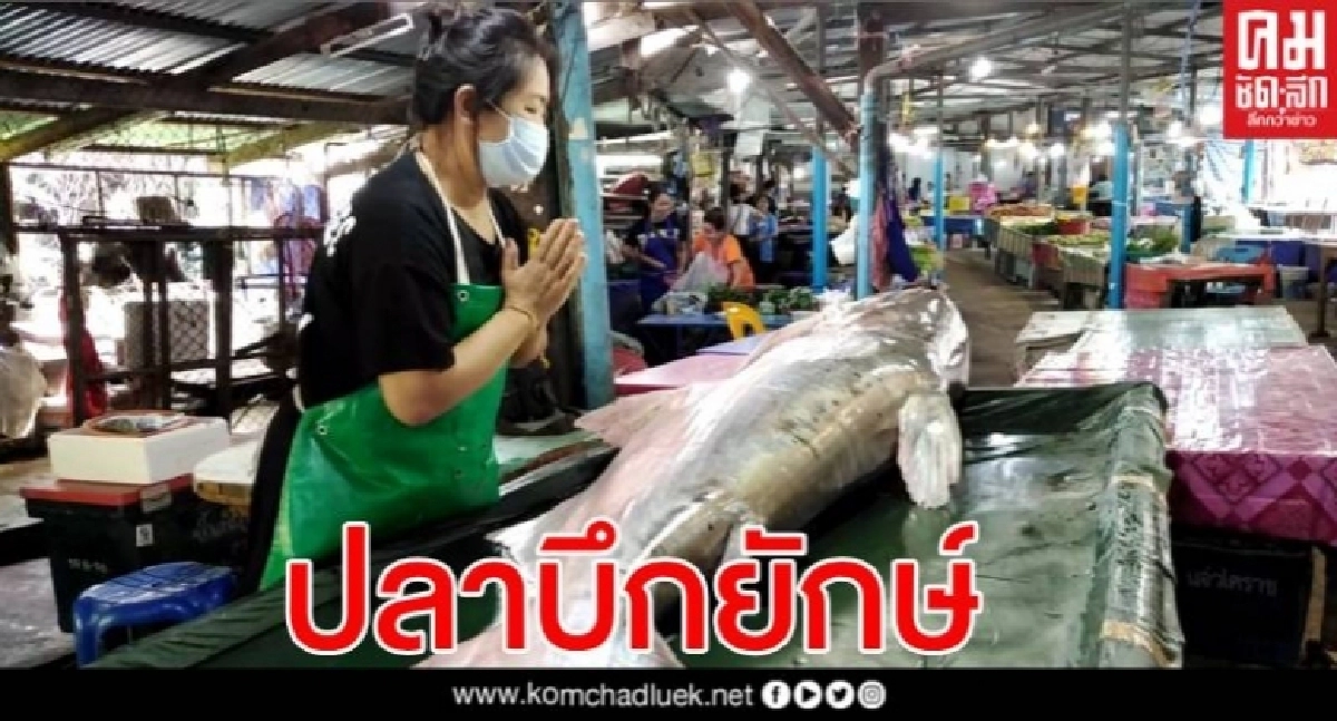 ตัวใหญ่มาก ชาวบ้านจับปลาบึกยักษ์ 150 กก. กลางเขื่อนน้ำอูน สกลนคร