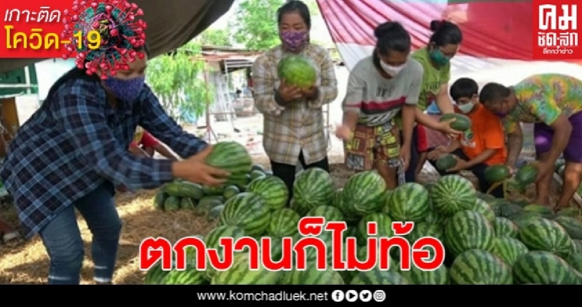 หนุ่มตกงานมาจากกรุงเทพฯ ช่วงโควิด-19 ระบาด ไม่ท้อหันมาขายแตงโม หนุ่มตกงานมาจากกรุงเทพฯ ช่วงโควิด-19 ระบาด ไม่ท้อหันมาขายแตงโม