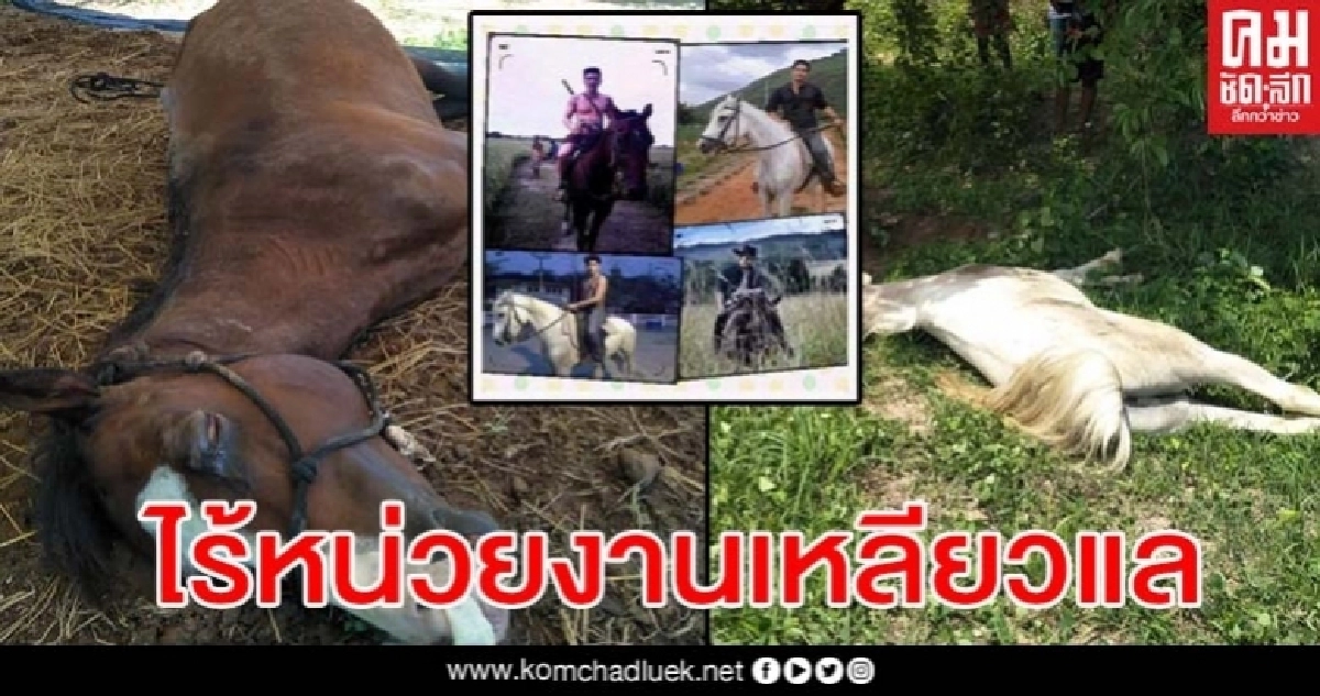 กาฬโรคคร่าชีวิตม้าไทยกว่า 500 ตัวไร้มาตรการป้องกัน หวั่นสูญพันธุ์เพราะยังตายไม่หยุด กาฬโรคคร่าชีวิตม้าไทยกว่า 500 ตัวไร้มาตรการป้องกัน หวั่นสูญพันธุ์เพราะยังตายไม่หยุด