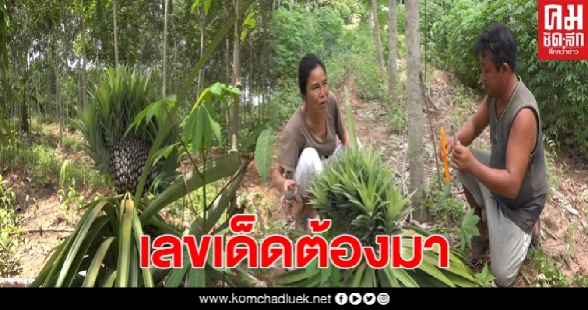 ใกล้วันหวยออก ชาวบ้านแห่ขอเลขเด็ด สับปะรดออกลูก15 หัว ใกล้วันหวยออก ชาวบ้านแห่ขอเลขเด็ด สับปะรดออกลูก15 หัว