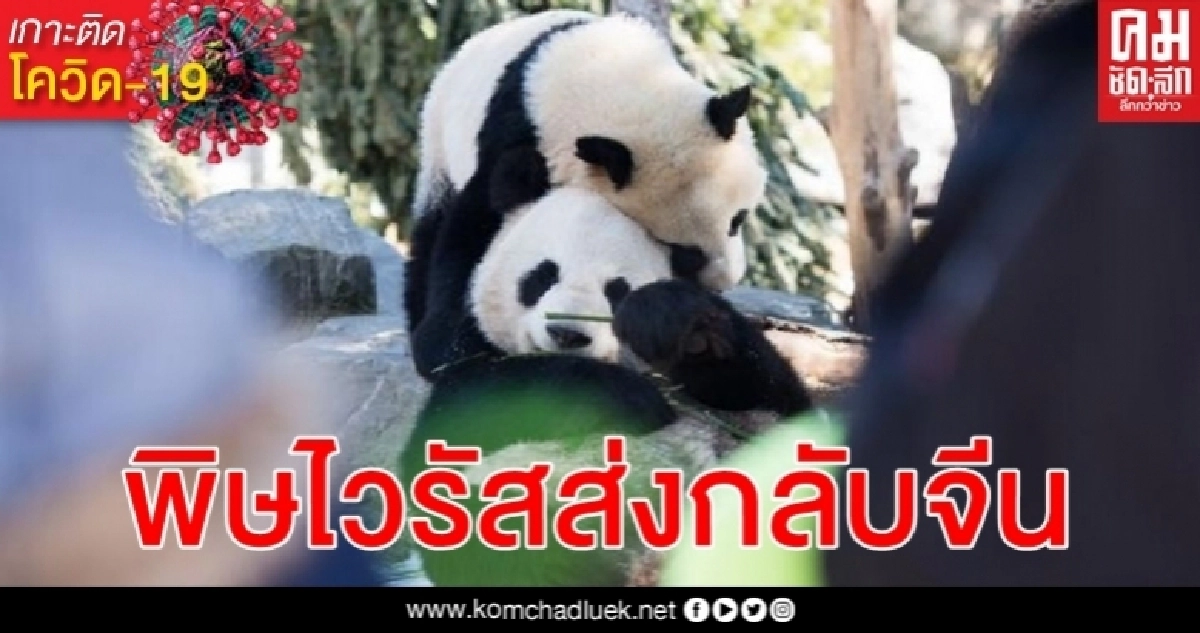 พิษโควิด-19 แพนด้า เอ้อร์ซุ่น - ต้าเหมา ขาดแคลนไผ่ แคนาดาเล็งส่งกลับจีน