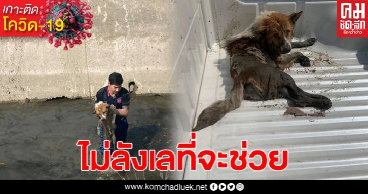 หนุ่มเห็นสุนัขอยู่ในคลอง ตัดสินใจลงไปช่วยอย่างไม่ลังเล