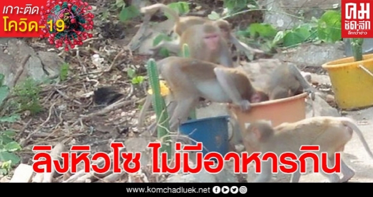 ลิง 300 กว่าตัว ขาดแคลนอาหาร พระออกบิณฑบาตแบ่งให้กินแต่ไม่พอ