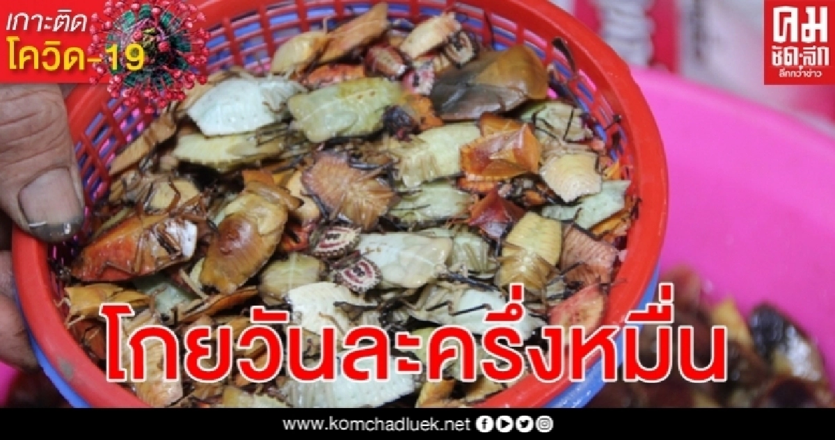 เมนูเด็ดแมงแคงเห็ดเผาะผักหวานไข่มดแดงโกยวันละ 5,000 บาท สวนวิกฤติโควิด-19 เมนูเด็ดแมงแคงเห็ดเผาะผักหวานไข่มดแดงโกยวันละ 5,000 บาท สวนวิกฤติโควิด-19
