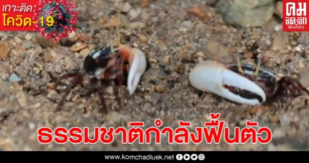 ภาพสวยงาม ฝูงปูก้ามดาบหลากสีสันนับหมื่นตัวที่อ่าวน้ำ