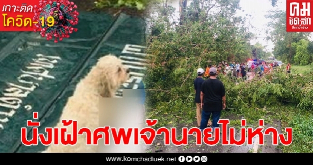 ภาพสุดเศร้า! สุนัขนั่งเฝ้าร่างไร้วิญญาณของเจ้านาย ไม่ห่าง แม้ตัวเองจะบาดเจ็บ ภาพสุดเศร้า! สุนัขนั่งเฝ้าร่างไร้วิญญาณของเจ้านาย ไม่ห่าง แม้ตัวเองจะบาดเจ็บ