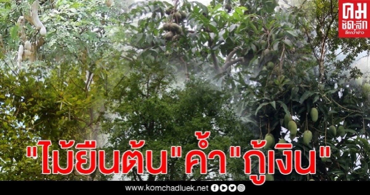 "พาณิชย์"แนะเกษตรกรใช้ "ไม้ยืนต้น" ค้ำกู้เงินกับ ธ.ก.ส. หาทุนสู้วิกฤตโควิด-19 "พาณิชย์"แนะเกษตรกรใช้ "ไม้ยืนต้น" ค้ำกู้เงินกับ ธ.ก.ส. หาทุนสู้วิกฤตโควิด-19