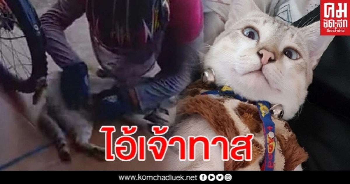 หนุ่มฟู้ดแพนด้าส่งอาหารเสร็จไม่กลับสักที ที่แท้มัวแต่จกพุงแมวอยู่ หนุ่มฟู้ดแพนด้าส่งอาหารเสร็จไม่กลับสักที ที่แท้มัวแต่จกพุงแมวอยู่
