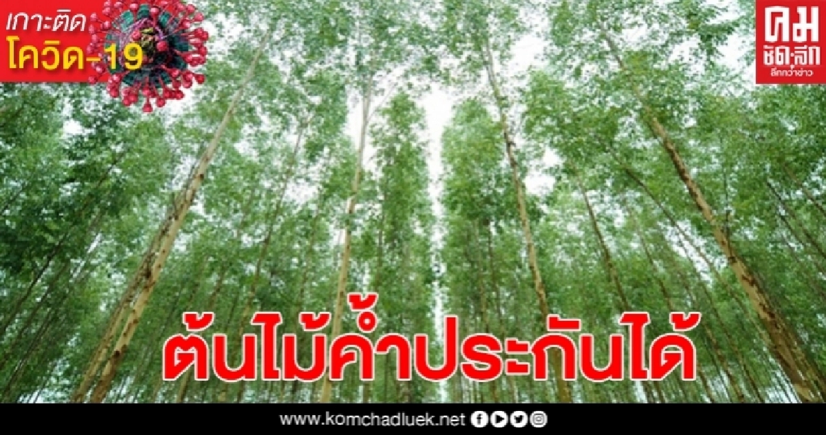 "ไม้ยืนต้น" ค้ำประกันเงินกู้ ธ.ก.ส.ได้ เพียงแค่มีคุณสมบัติ2ข้อ "ไม้ยืนต้น" ค้ำประกันเงินกู้ ธ.ก.ส.ได้ เพียงแค่มีคุณสมบัติ2ข้อ