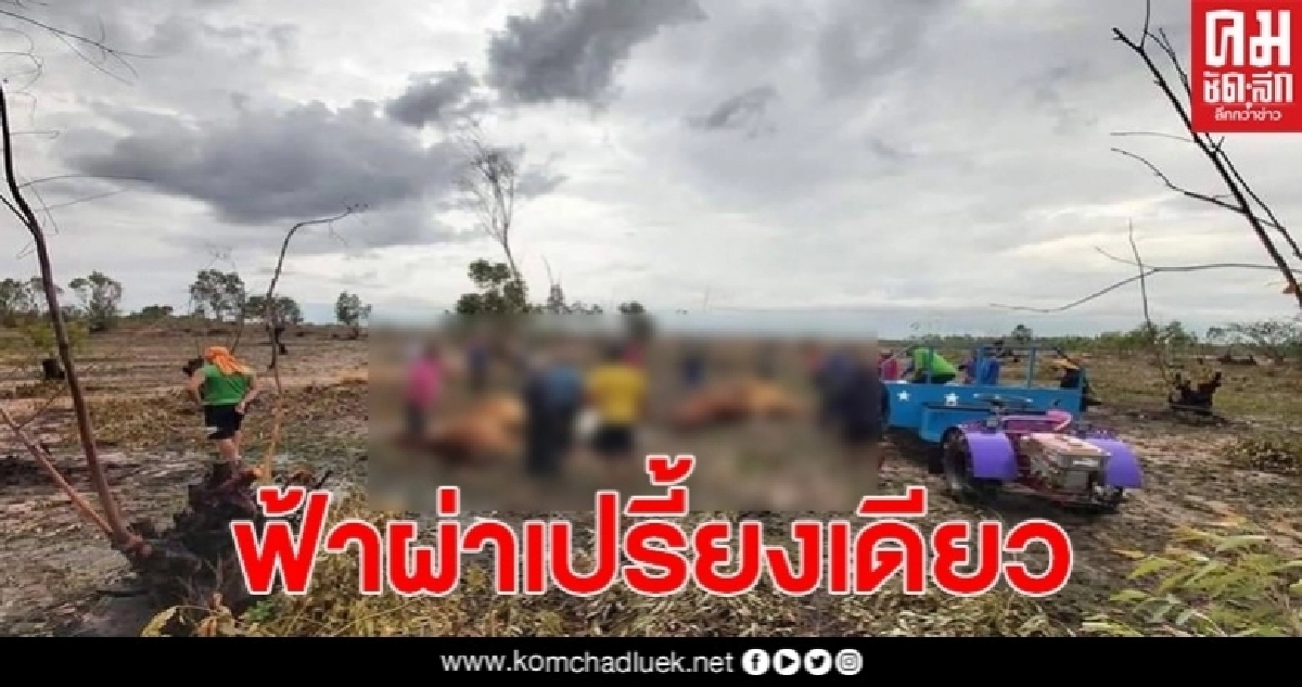 ฟ้าพิโรธ ผ่าเปรี้ยงเดียว ทำคนเจ็บ วัวดับกลางทุ่งนาถึง 8 ตัว ฟ้าพิโรธ ผ่าเปรี้ยงเดียว ทำคนเจ็บ วัวดับกลางทุ่งนาถึง 8 ตัว