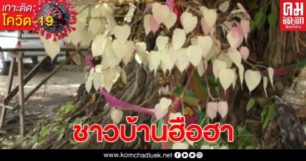 มหัศจรรย์ต้นโพธิ์แตกกอมีใบสีเงินขาวนวล ชาวบ้านเชื่อเป็นต้นโพธิ์ศักดิ์สิทธิ มหัศจรรย์ต้นโพธิ์แตกกอมีใบสีเงินขาวนวล ชาวบ้านเชื่อเป็นต้นโพธิ์ศักดิ์สิทธิ