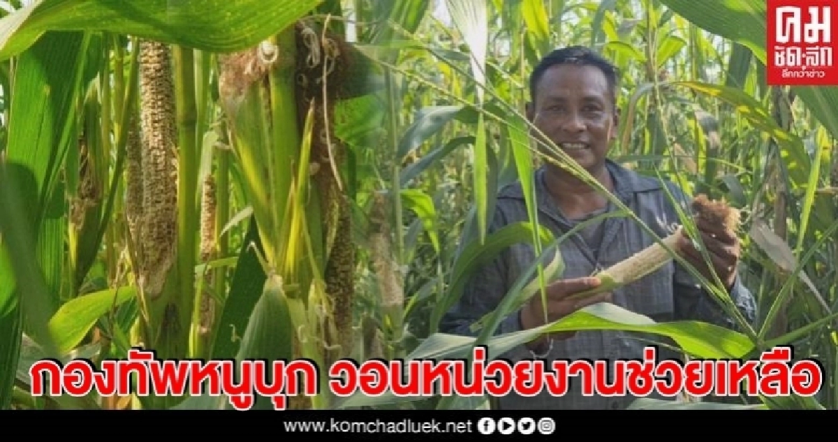 สุโขทัยอ่วม กองทัพหนู บุกกินข้าวโพดเรียบวอนหน่วยงานช่วยหาวิธีกำจัด
