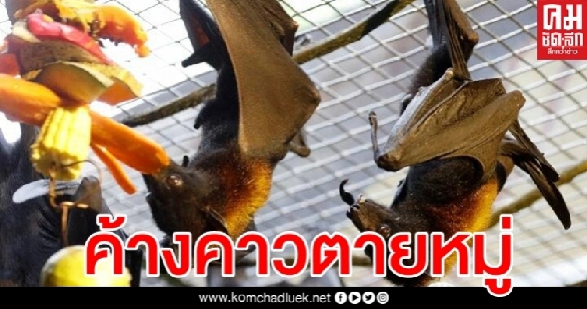 รู้แล้วสาเหตุ ค้างคาวอินเดียตายหมู่ ยันไม่เกี่ยวโควิด-19 รู้แล้วสาเหตุ ค้างคาวอินเดียตายหมู่ ยันไม่เกี่ยวโควิด-19