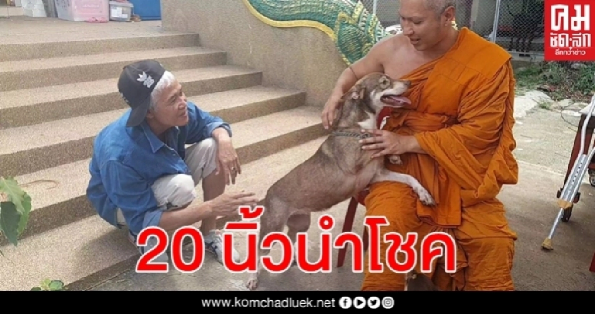 สุนัข 20 นิ้ว นำโชค เจ้าอาวาสเลี้ยงดูหลังคลอดแม่สู้งูเห่าพลาดท่าถูกกัด สุนัข 20 นิ้ว นำโชค เจ้าอาวาสเลี้ยงดูหลังคลอดแม่สู้งูเห่าพลาดท่าถูกกัด